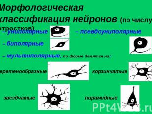 Морфологическая классификация нейронов (по числу отростков)
