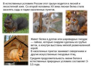 В естественных условиях России этот грызун водится в лесной и лесостепной зоне.