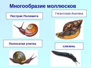 Многообразие моллюсков Пестрая ПолемитаГигантская АхатинаПолосатая улиткаслизень