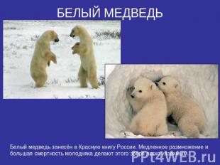 БЕЛЫЙ МЕДВЕДЬБелый медведь занесён в Красную книгу России. Медленное размножение