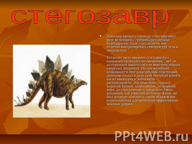 стегозаврДинозавр юрского периода, стегозавр имел мозг величиной с грецкий орех, однако благодаря костным пластинам он мог отлично контролировать температуру тела и защищаться. Большую часть времени стегозавр был вынужден проводить высматривая, , не…
