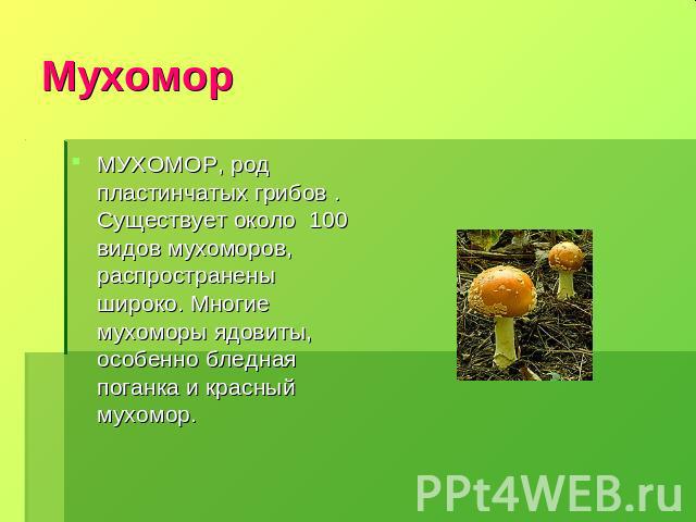 МухоморМУХОМОР, род пластинчатых грибов . Существует около 100 видов мухоморов, распространены широко. Многие мухоморы ядовиты, особенно бледная поганка и красный мухомор.