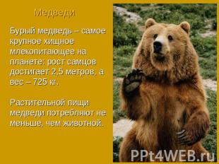 МедведиБурый медведь – самое крупное хищное млекопитающее на планете: рост самцо