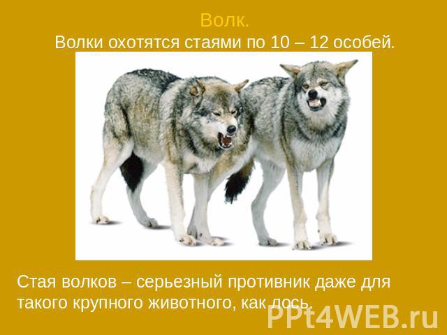 Волк.Волки охотятся стаями по 10 – 12 особей.Стая волков – серьезный противник даже для такого крупного животного, как лось.