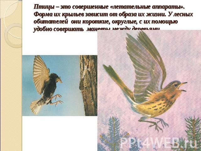 Птицы – это совершенные «летательные аппараты». Форма их крыльев зависит от образа их жизни. У лесных обитателей они короткие, округлые, с их помощью удобно совершать маневры между деревьями.