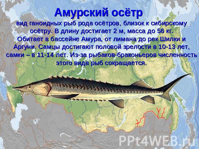 Амурский осётр вид ганоидных рыб рода осётров, близок к сибирскому осётру. В длину достигает 2 м, масса до 56 кг.Обитает в бассейне Амура, от лимана до рек Шилки и Аргуни. Самцы достигают половой зрелости в 10-13 лет, самки – в 11-14 лет. Из-за рыба…