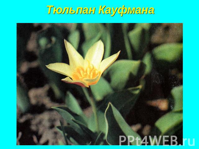 Тюльпан Кауфмана