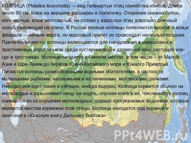 КОЛПИЦА (Platalea leucorodia) — вид голенастых птиц семейства ибисов. Длина около 90 см. Клюв на вершине расширен в лопаточку. Оперение снежно-белое, ноги черные, клюв желтоватый, на голове у взрослых птиц довольно длинный хохол, свисающий на спину.…