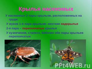 Крылья насекомыхУ насекомых 2 пары крыльев, расположенных на груди. У жуков 1-я
