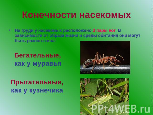 Конечности насекомыхНа груди у насекомых расположено 3 пары ног. В зависимости от образа жизни и среды обитания они могут быть разного типа:Бегательные, как у муравьяПрыгательные, как у кузнечика