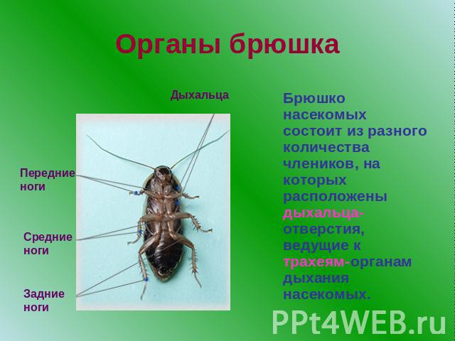Органы брюшкаБрюшко насекомых состоит из разного количества члеников, на которых расположены дыхальца-отверстия, ведущие к трахеям-органам дыхания насекомых.