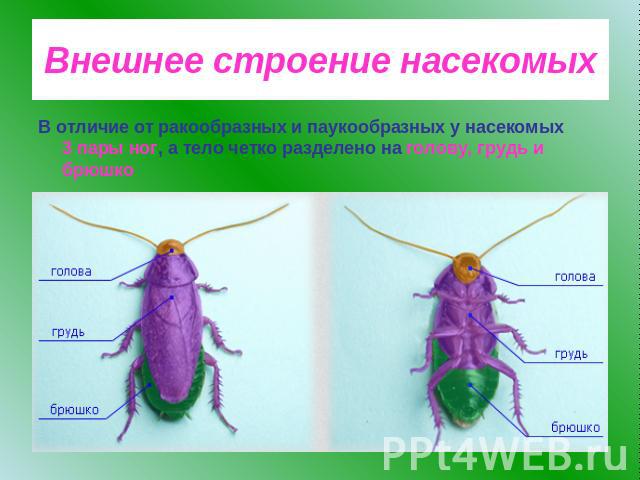 Внешнее строение насекомыхВ отличие от ракообразных и паукообразных у насекомых 3 пары ног, а тело четко разделено на голову, грудь и брюшко