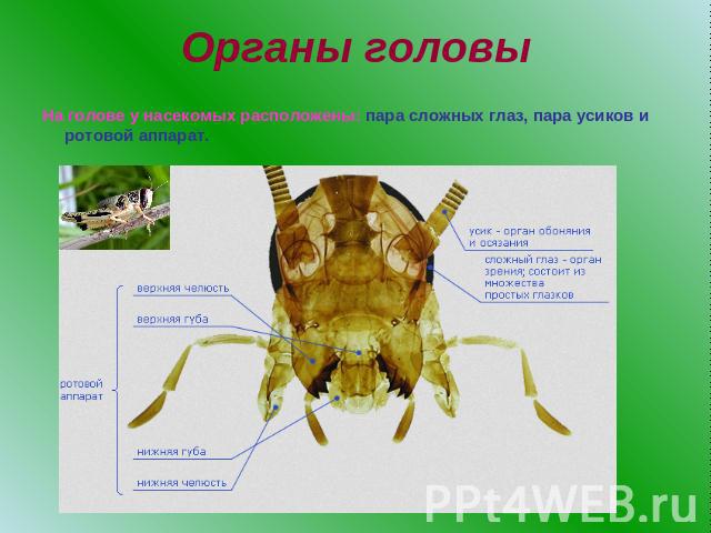 Органы головыНа голове у насекомых расположены: пара сложных глаз, пара усиков и ротовой аппарат.