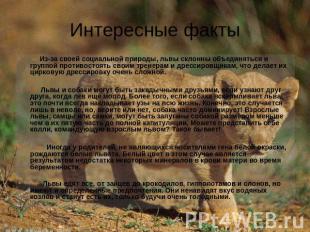 Интересные факты —  Из-за своей социальной природы, львы склонны объединяться и