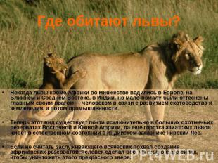 Где обитают львы?Некогда львы кроме Африки во множестве водились в Европе, на Бл