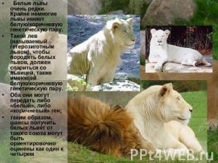   Белые львы очень редки. Крайне немногие львы имеют белую/коричневую генетическ