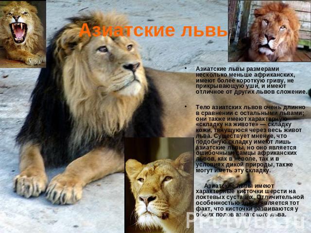 Азиатские львыАзиатские львы размерами несколько меньше африканских, имеют более короткую гриву, не прикрывающую уши, и имеют отличное от других львов сложение. Тело азиатских львов очень длинно в сравнении с остальными львами; они также имеют харак…
