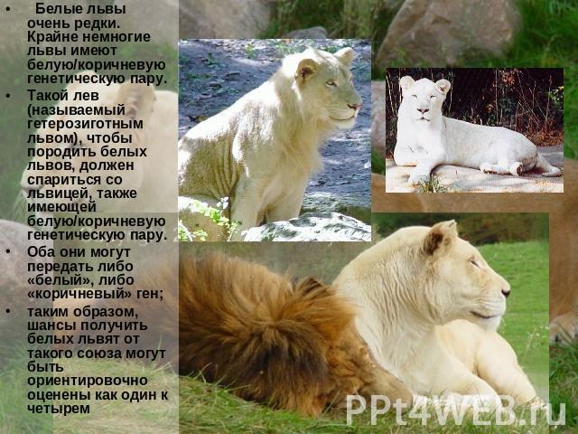   Белые львы очень редки. Крайне немногие львы имеют белую/коричневую генетическую пару.Такой лев (называемый гетерозиготным львом), чтобы породить белых львов, должен спариться со львицей, также имеющей белую/коричневую генетическую пару. Оба они м…