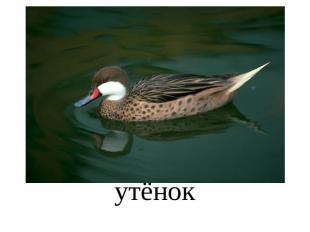 утёнок