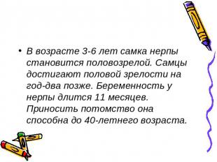 В возрасте 3-6 лет самка нерпы становится половозрелой. Самцы достигают половой