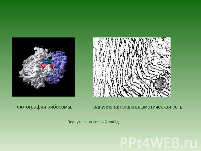 фотография рибосомы.гранулярная эндоплазматическая сетьВернуться на первый слайд.