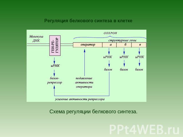 Регуляция белкового синтеза в клетке Схема регуляции белкового синтеза.