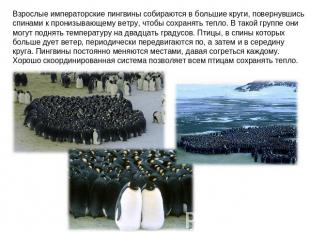 Взрослые императорские пингвины собираются в большие круги, повернувшись спинами