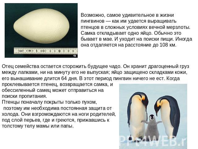 Возможно, самое удивительное в жизни пингвинов — как им удается выращивать птенцов в сложных условиях вечной мерзлоты. Самка откладывает одно яйцо. Обычно это бывает в мае. И уходит на поиски пищи. Иногда она отдаляется на расстояние до 108 км. Отец…