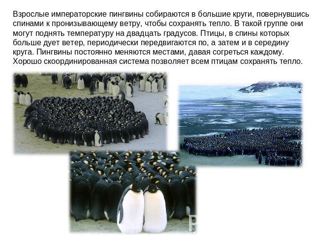 Взрослые императорские пингвины собираются в большие круги, повернувшись спинами к пронизывающему ветру, чтобы сохранять тепло. В такой группе они могут поднять температуру на двадцать градусов. Птицы, в спины которых больше дует ветер, периодически…
