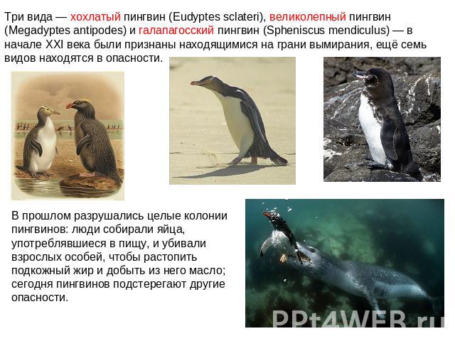 Три вида — хохлатый пингвин (Eudyptes sclateri), великолепный пингвин (Megadyptes antipodes) и галапагосский пингвин (Spheniscus mendiculus) — в начале XXI века были признаны находящимися на грани вымирания, ещё семь видов находятся в опасности.В пр…
