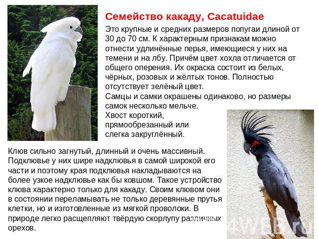 Семейство какаду, CacatuidaeЭто крупные и средних размеров попугаи длиной от 30 до 70 см. К характерным признакам можно отнести удлинённые перья, имеющиеся у них на темени и на лбу. Причём цвет хохла отличается от общего оперения. Их окраска состоит…