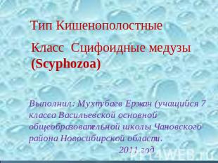 Тип Кишенополостные Класс Сцифоидные медузы (Scyphozoa) Выполнил: Мухтубаев Ержа