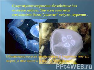 Существуют совершенно безобидные для человека медузы. Это всем известная стеклов