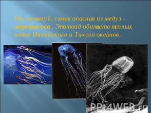Но, пожалуй, самая опасная из медуз - морская оса . Этот вид обитает в теплых во