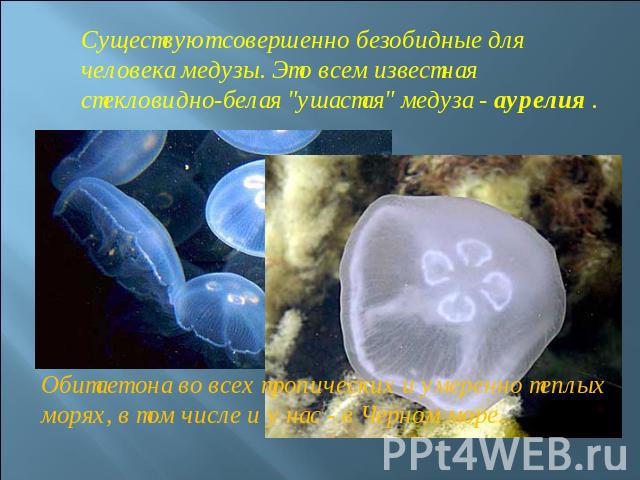 Существуют совершенно безобидные для человека медузы. Это всем известная стекловидно-белая 