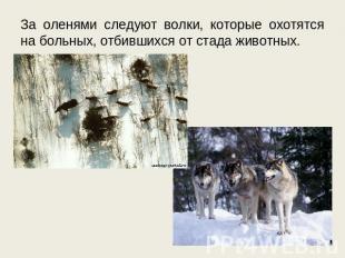 За оленями следуют волки, которые охотятся на больных, отбившихся от стада живот
