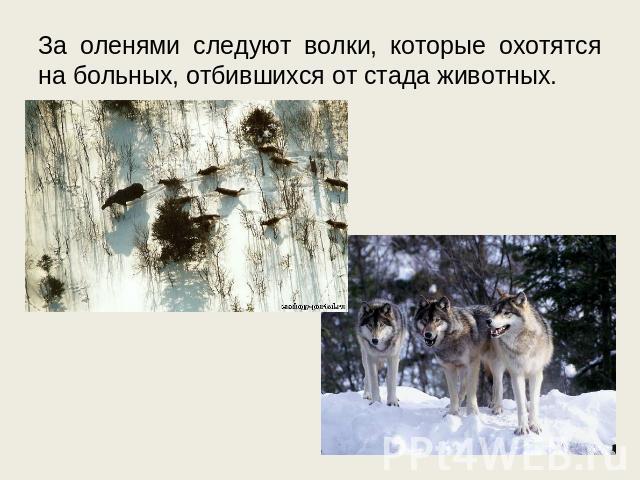 За оленями следуют волки, которые охотятся на больных, отбившихся от стада животных.