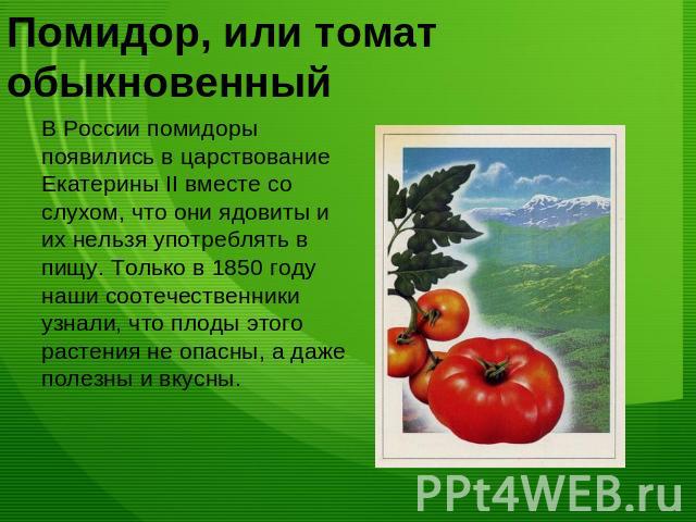 Помидор, или томат обыкновенныйВ России помидоры появились в царствование Екатерины II вместе со слухом, что они ядовиты и их нельзя употреблять в пищу. Только в 1850 году наши соотечественники узнали, что плоды этого растения не опасны, а даже поле…
