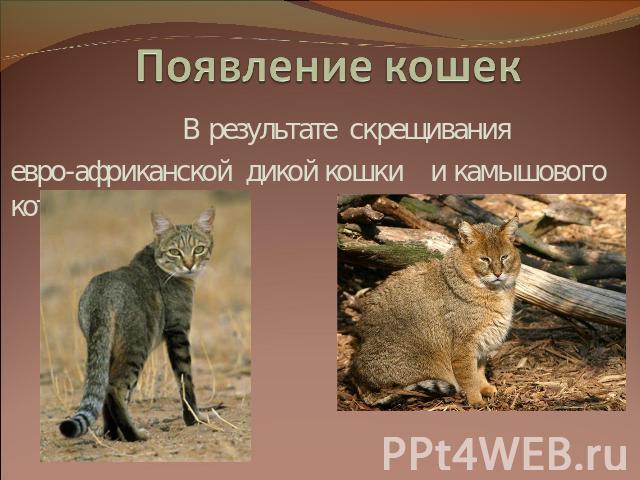 Появление кошек В результате скрещивания евро-африканской дикой кошки и камышового кота.