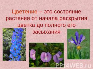 Цветение – это состояние растения от начала раскрытия цветка до полного его засы