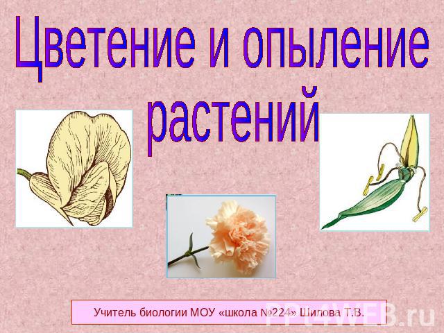 Цветение и опыление растений Учитель биологии МОУ «школа №224» Шилова Т.В.