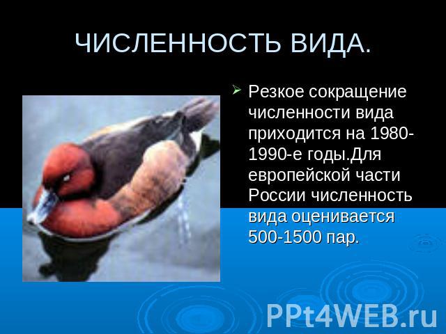 ЧИСЛЕННОСТЬ ВИДА. Резкое сокращение численности вида приходится на 1980-1990-е годы.Для европейской части России численность вида оценивается 500-1500 пар.