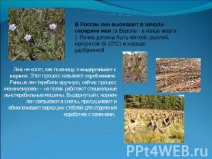 В России лен высевают в начале-середине мая (в Европе - в конце марта). Почва до
