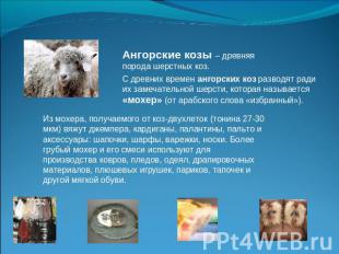 Ангорские козы – древняя порода шерстных коз.С древних времен ангорских коз разв
