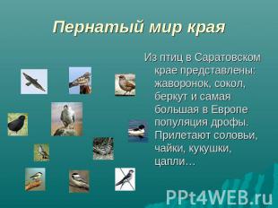 Пернатый мир края Из птиц в Саратовском крае представлены: жаворонок, сокол, бер