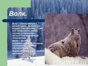 Волк. Волк – осторожный и умный зверь. Живут они парами или семьями. Спят под от