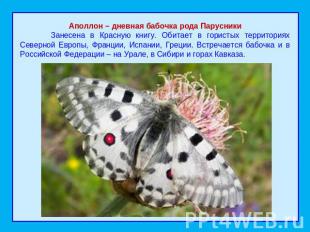 Аполлон – дневная бабочка рода Парусники Занесена в Красную книгу. Обитает в гор
