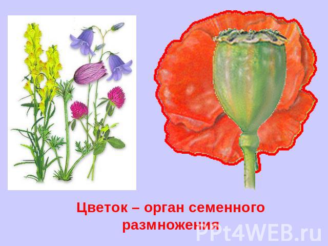 Цветок – орган семенного размножения