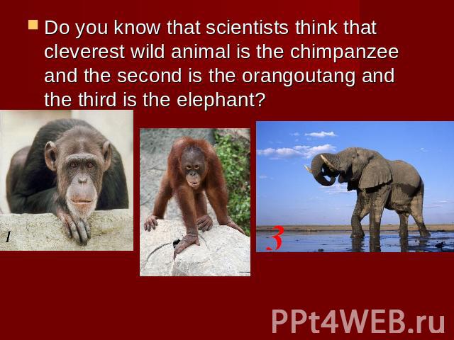 Do you know that scientists think that cleverest wild animal is the chimpanzee and the second is the orangoutang and the third is the elephant?