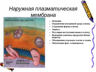 Наружная плазматическая мембрана Функции:Ограничение внутренней среды клетки;Сох